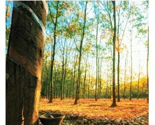 Land & Life Magazine | Vol.20 – Bình Phước – Bản đồ hành chính cấp huyện & chỉ tiêu phát triển